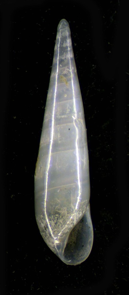 Melanella monterosatoi?